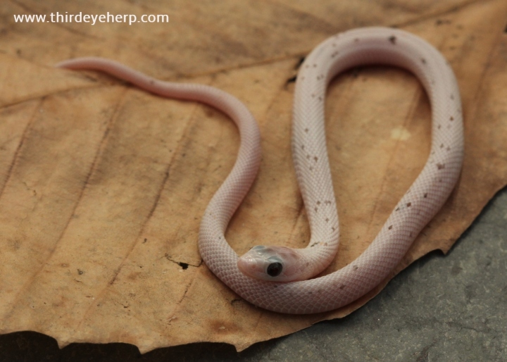 Plains Garter Snake